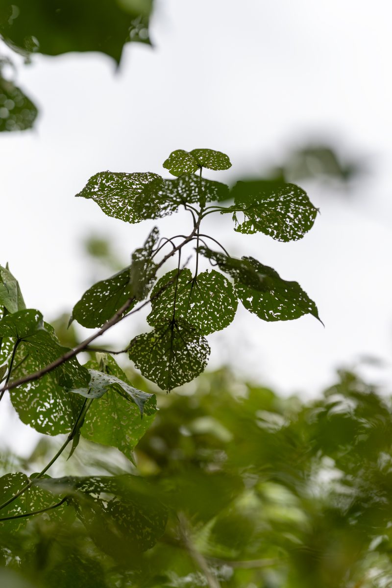 Cahuita, Costa Rica, 2024, © Dirk Heurich, dirksn.com
