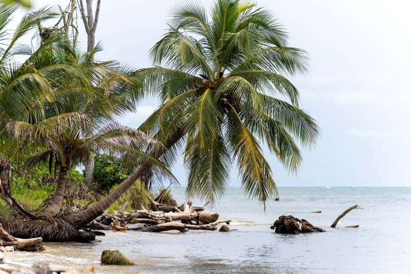 Cahuita, Costa Rica, 2024, © Dirk Heurich, dirksn.com