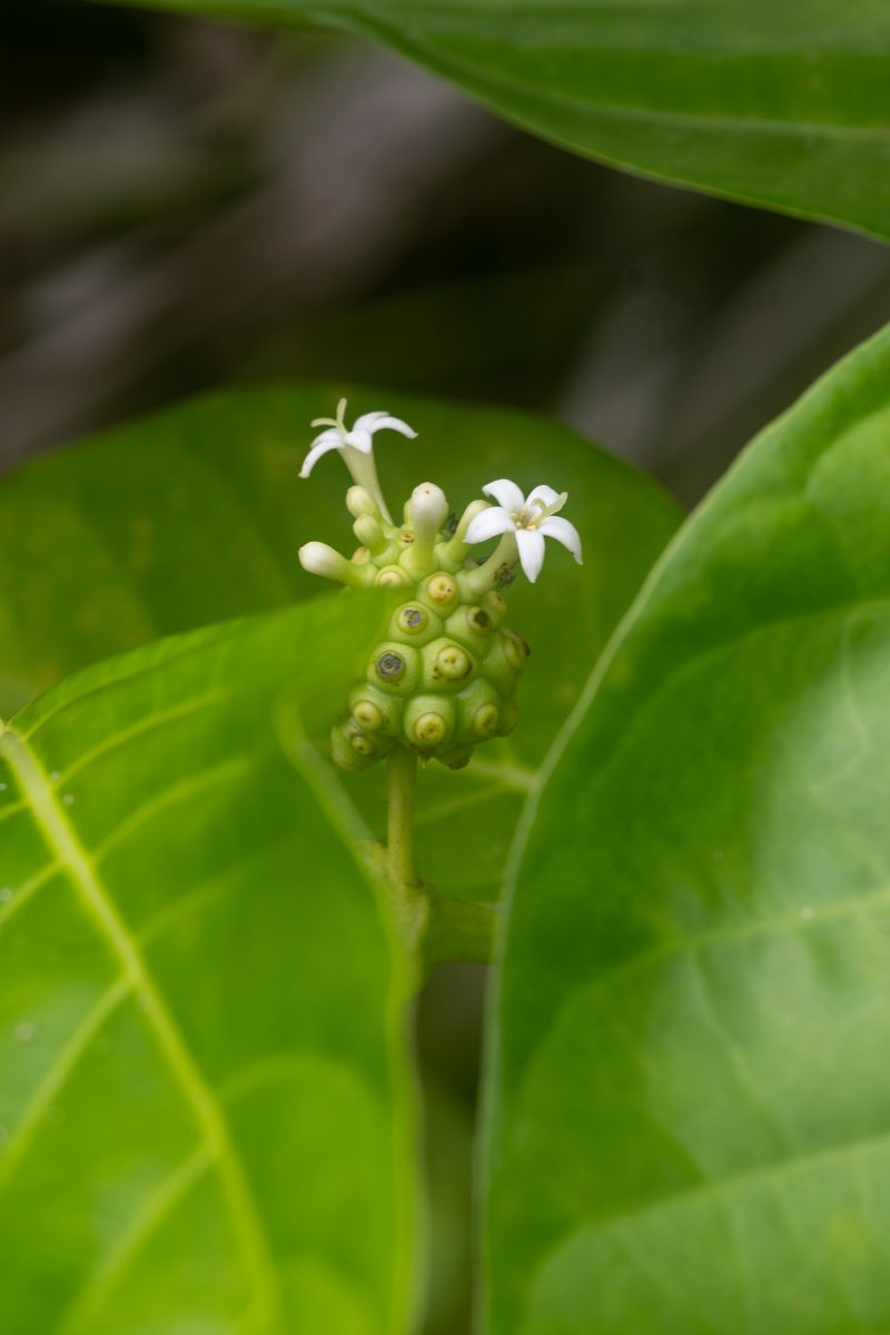 Cahuita, Costa Rica, 2024, © Dirk Heurich, dirksn.com