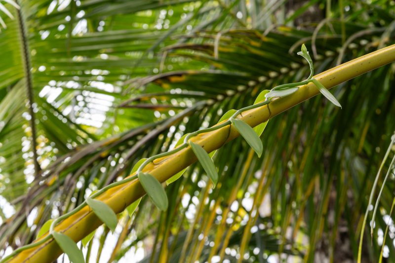 Cahuita, Costa Rica, 2024, © Dirk Heurich, dirksn.com