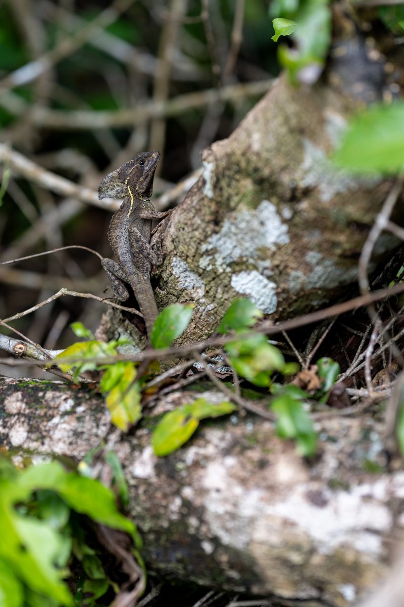 Cahuita, Costa Rica, 2024, © Dirk Heurich, dirksn.com