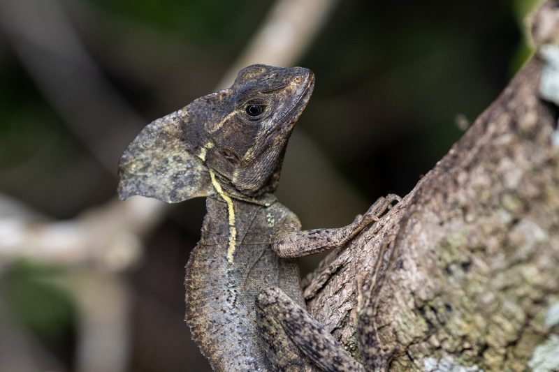 Cahuita, Costa Rica, 2024, © Dirk Heurich, dirksn.com