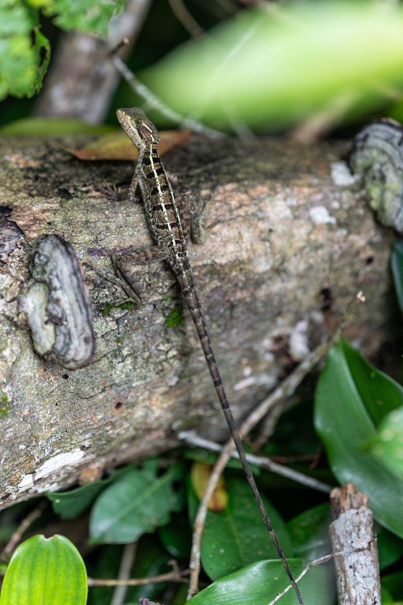 Cahuita, Costa Rica, 2024, © Dirk Heurich, dirksn.com