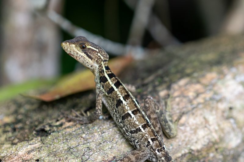 Cahuita, Costa Rica, 2024, © Dirk Heurich, dirksn.com