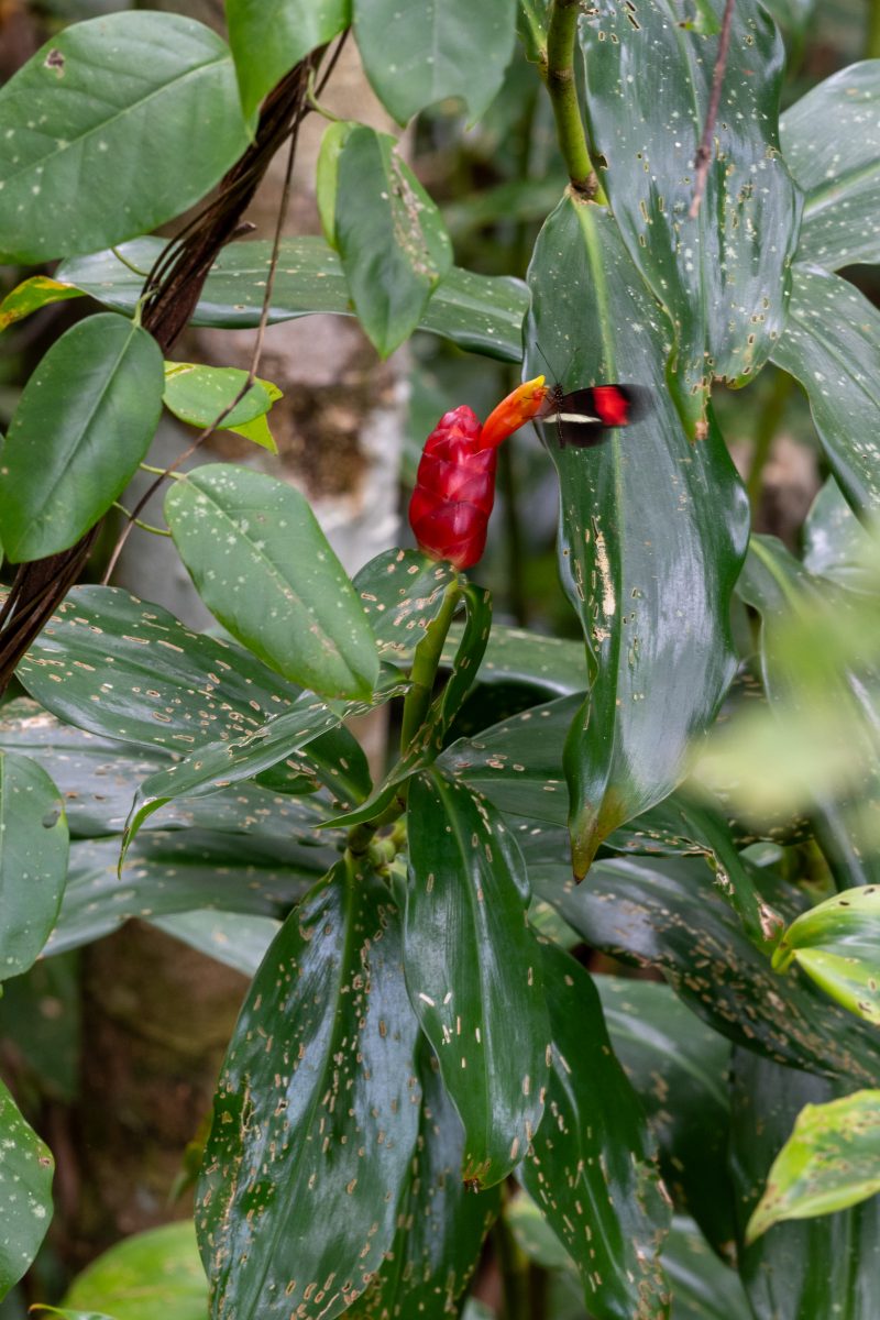 Cahuita, Costa Rica, 2024, © Dirk Heurich, dirksn.com