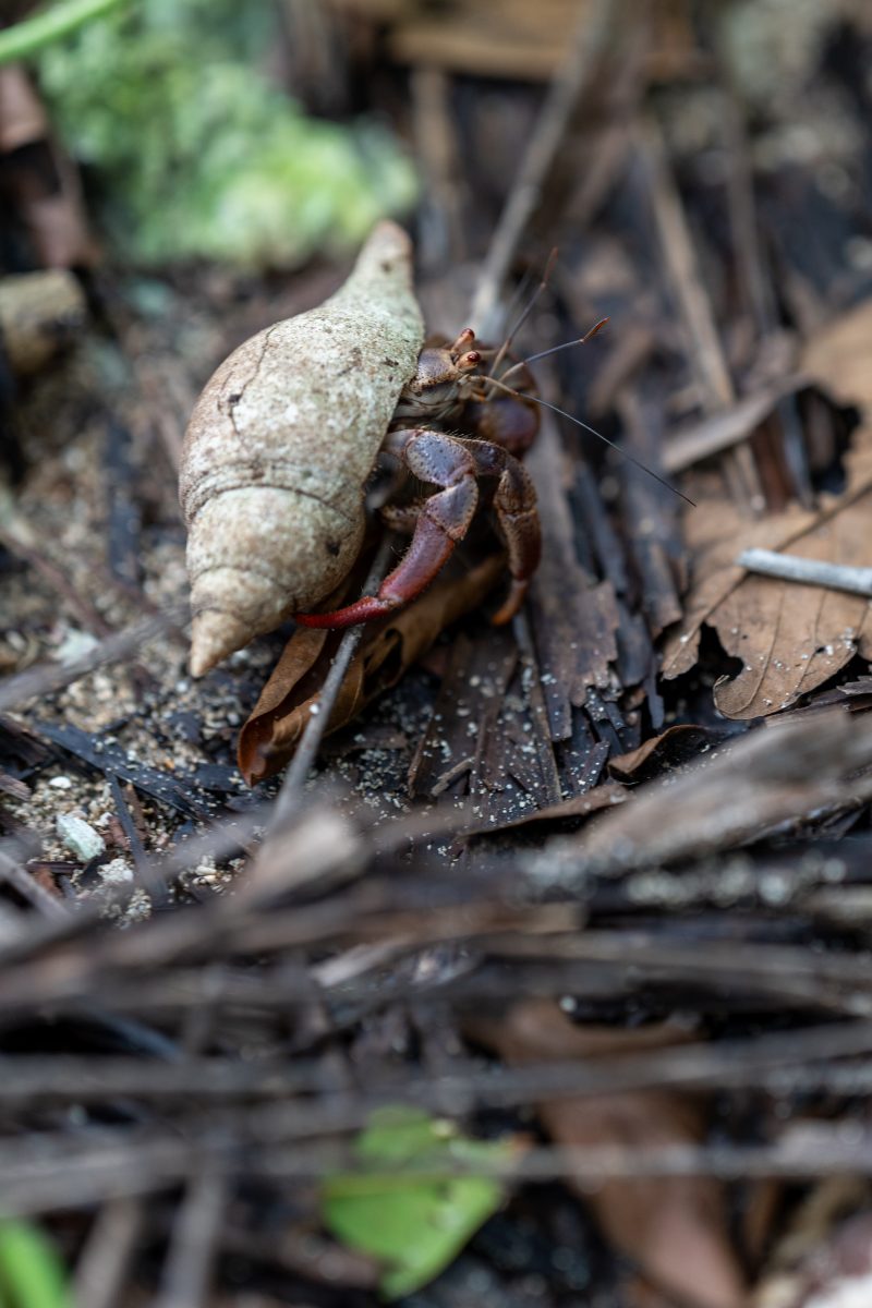 Cahuita, Costa Rica, 2024, © Dirk Heurich, dirksn.com