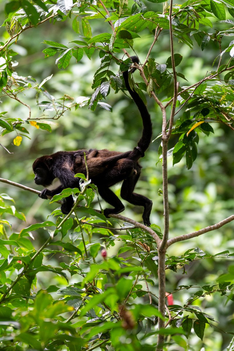 Cahuita, Costa Rica, 2024, © Dirk Heurich, dirksn.com