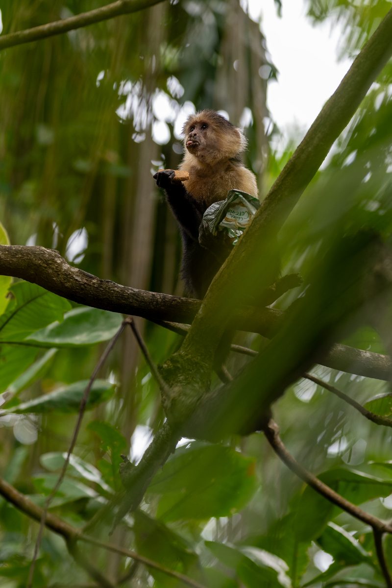 Cahuita, Costa Rica, 2024, © Dirk Heurich, dirksn.com