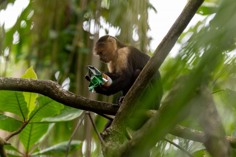 Cahuita, Costa Rica, 2024, © Dirk Heurich, dirksn.com