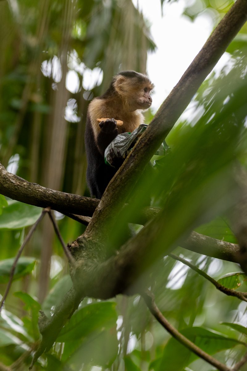 Cahuita, Costa Rica, 2024, © Dirk Heurich, dirksn.com