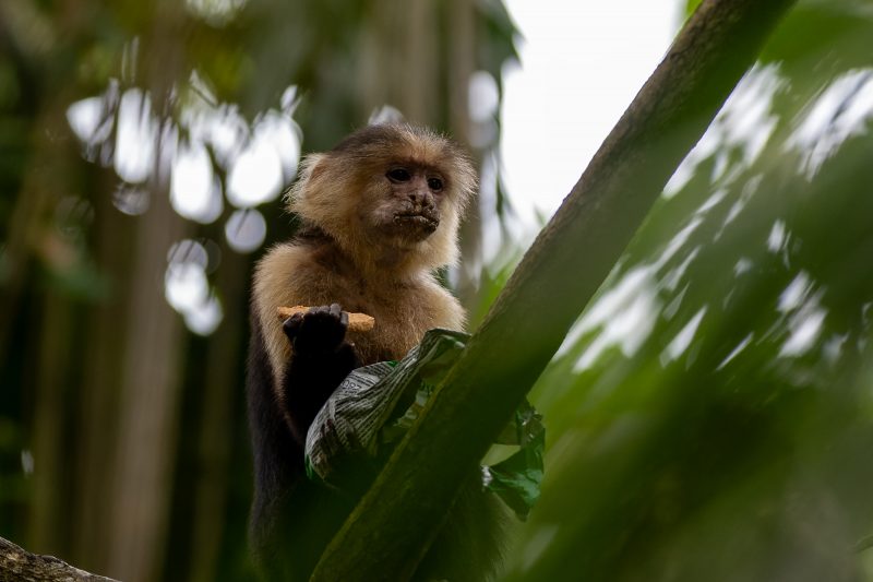 Cahuita, Costa Rica, 2024, © Dirk Heurich, dirksn.com