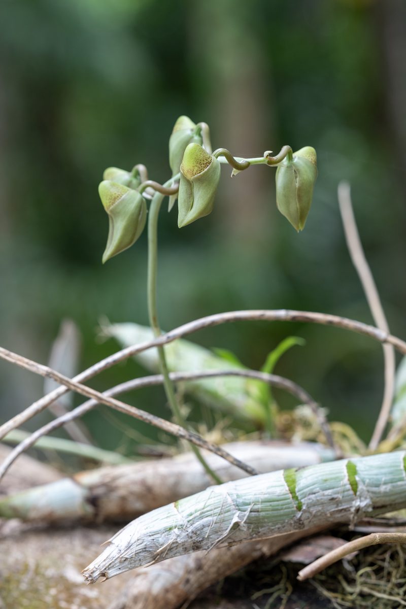 Cahuita, Costa Rica, 2024, © Dirk Heurich, dirksn.com