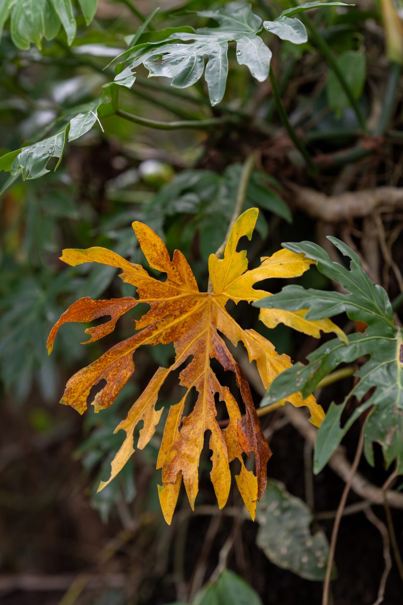 Cahuita, Costa Rica, 2024, © Dirk Heurich, dirksn.com
