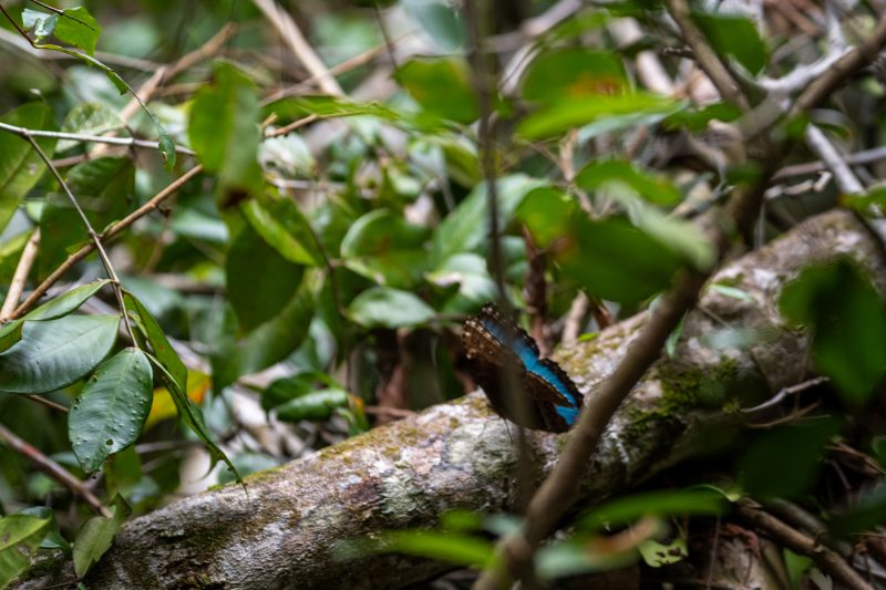 Cahuita, Costa Rica, 2024, © Dirk Heurich, dirksn.com