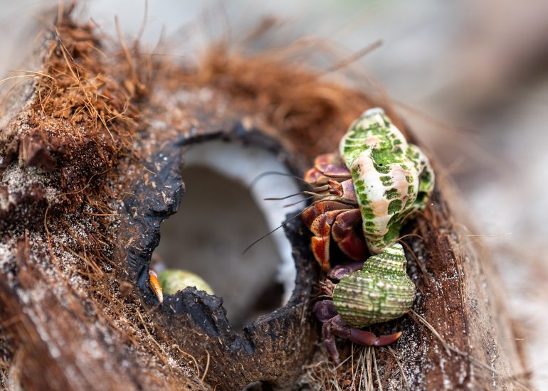 Cahuita, Costa Rica, 2024, © Dirk Heurich, dirksn.com
