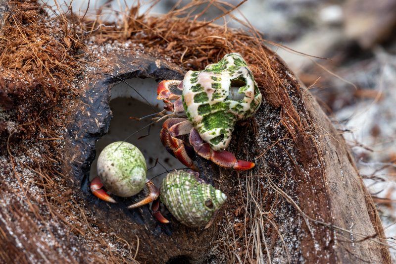 Cahuita, Costa Rica, 2024, © Dirk Heurich, dirksn.com