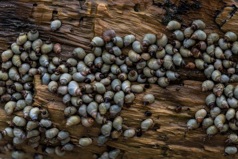 Cahuita, Costa Rica, 2024, © Dirk Heurich, dirksn.com