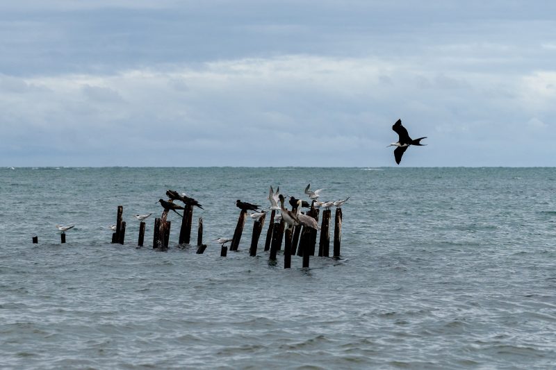 Cahuita, Costa Rica, 2024, © Dirk Heurich, dirksn.com