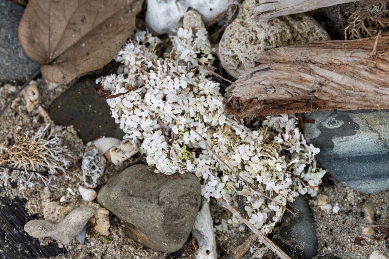Cahuita, Costa Rica, 2024, © Dirk Heurich, dirksn.com