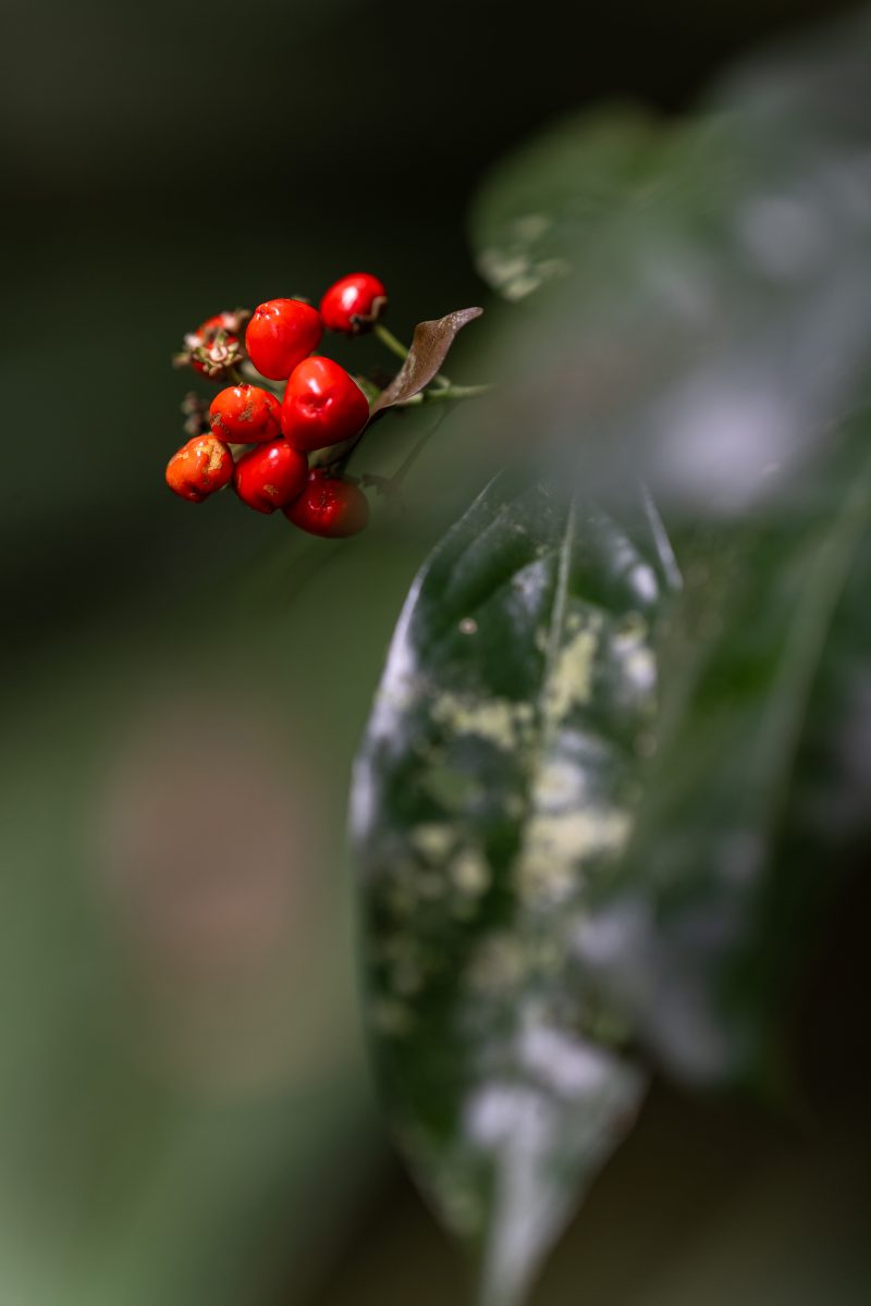 Cahuita, Costa Rica, 2024, © Dirk Heurich, dirksn.com