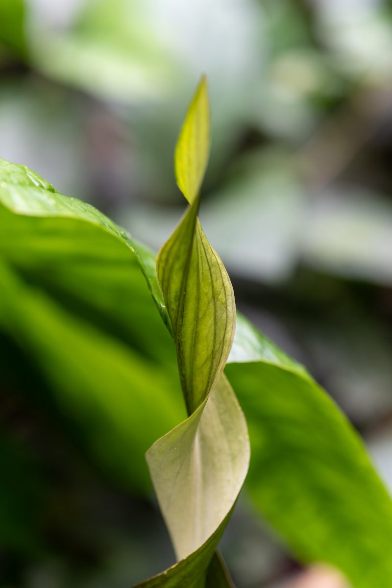 Cahuita, Costa Rica, 2024, © Dirk Heurich, dirksn.com