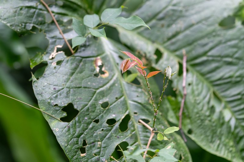 Cahuita, Costa Rica, 2024, © Dirk Heurich, dirksn.com