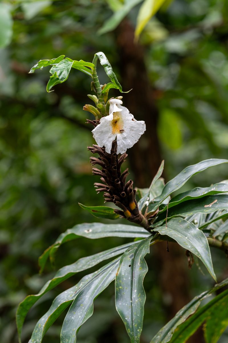 Cahuita, Costa Rica, 2024, © Dirk Heurich, dirksn.com