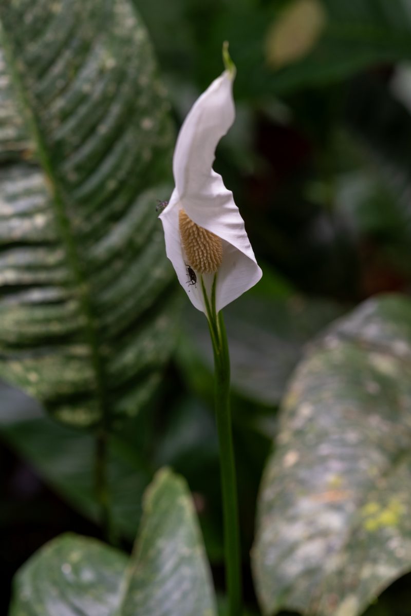 Cahuita, Costa Rica, 2024, © Dirk Heurich, dirksn.com