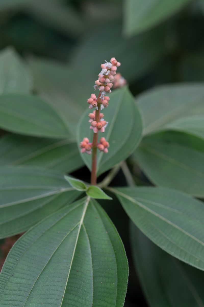 Cahuita, Costa Rica, 2024, © Dirk Heurich, dirksn.com