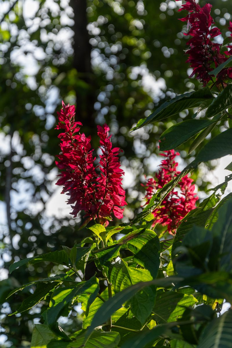 Tropical beach scene with ocean and lush green trees. Puerto Viejo de Talamanca, Costa Rica, 2024, © Dirk Heurich, dirksn.com