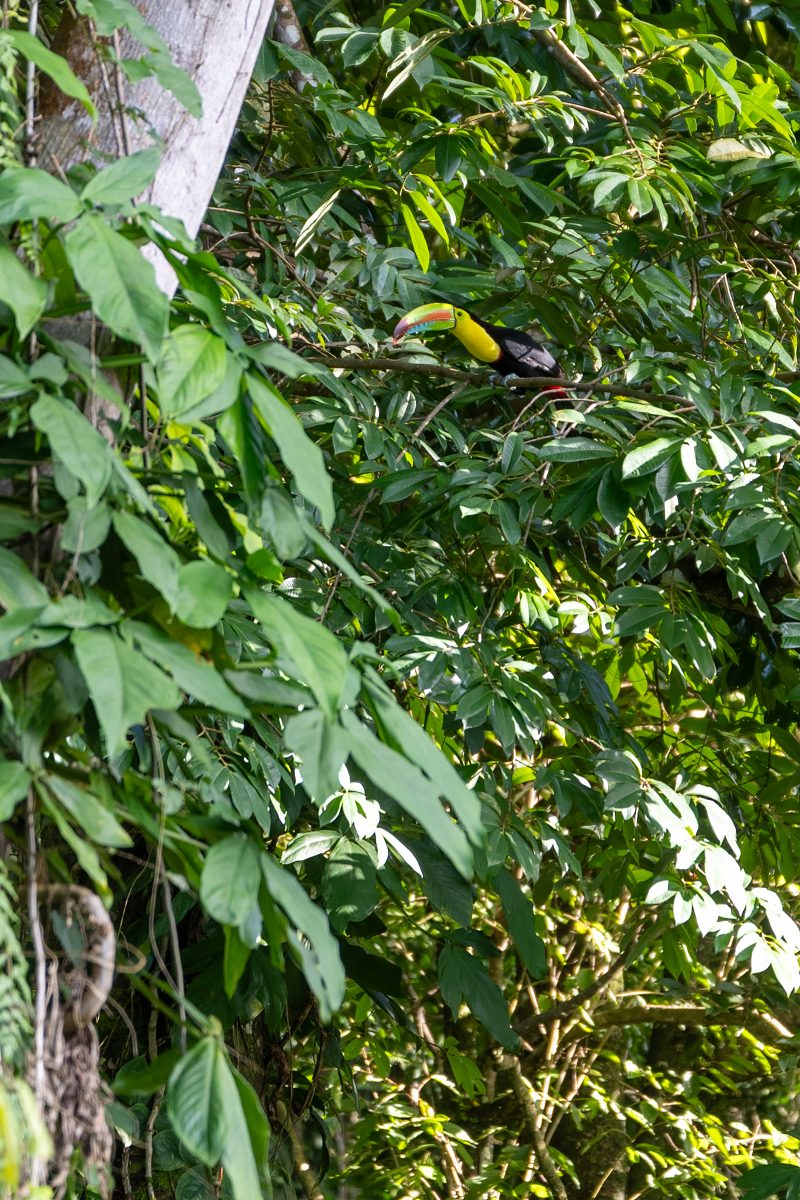 Tropical beach scene with ocean and lush green trees. Puerto Viejo de Talamanca, Costa Rica, 2024, © Dirk Heurich, dirksn.com