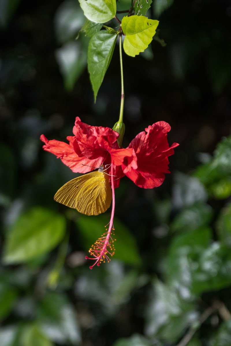 Tropical beach scene with ocean and lush green trees. Puerto Viejo de Talamanca, Costa Rica, 2024, © Dirk Heurich, dirksn.com
