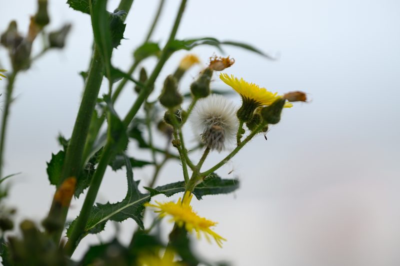 Kayaking pink plush toy on calm lake Copyright Dirk Heurich dirksn.com